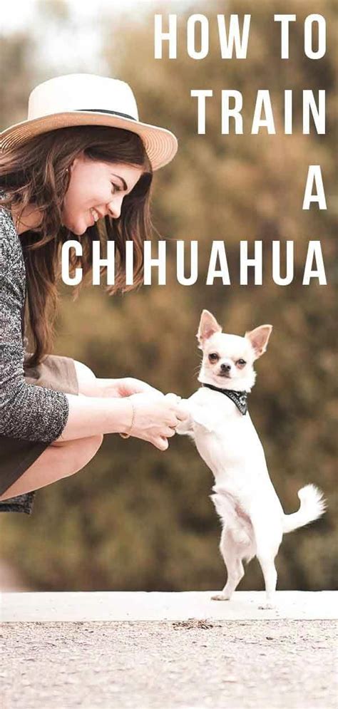 how to train a chihuahua guide | Chihuahua training, Chihuahua puppies ...