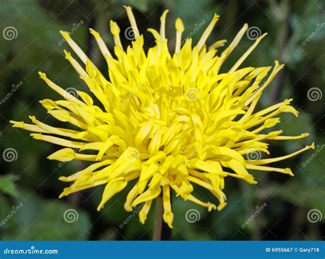 A Kiku And Japanese Chrysanthemum Flower Show Stock Image - Image: 6955667