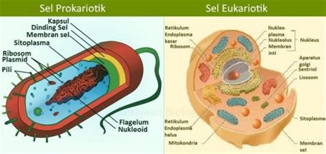 Mengapa Bakteri Disebut Prokariotik - Homecare24