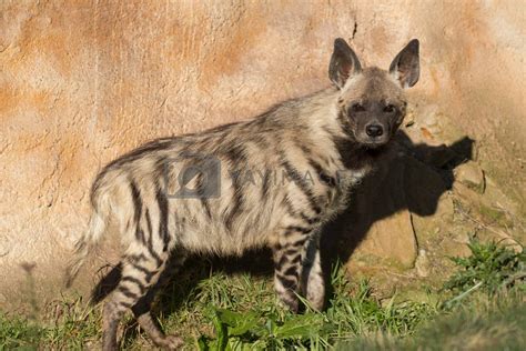 Striped hyena (Hyaena hyaena) by artush Vectors & Illustrations with Unlimited Downloads - Yayimages