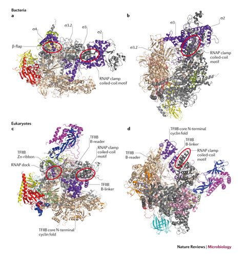 Transcription initiation — holo-RNA polymerase structures from bacteria ...