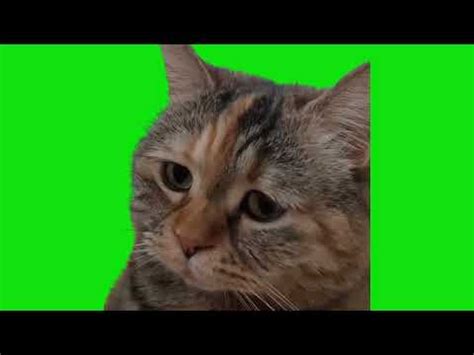 Sad Cat Meowing Meme Green Screen Chroma Key Template | Sad Cat Meowing ...