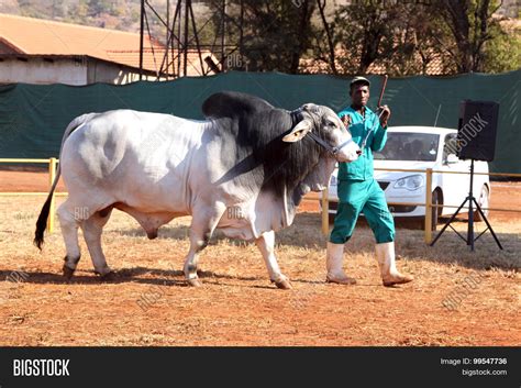 White Brahman Bull Image & Photo (Free Trial) | Bigstock