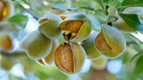 How To Harvest Almonds - 5 Best Ways