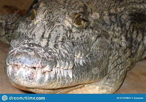 Nile Crocodile (Crocodylus Niloticus) Stock Image - Image of hunter ...