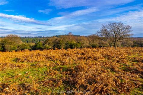 new-forest-hampshire - UK Landscape Photography