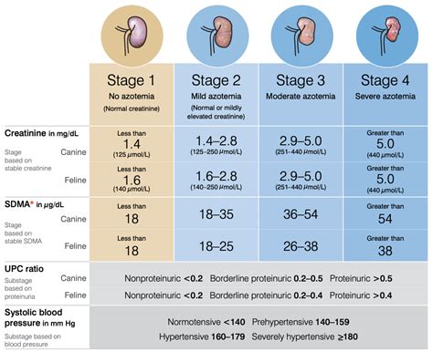 WhatsVet | Enfermedad Renal Crónica: claves en la analítica sanguínea y de orina | AulaVet.es