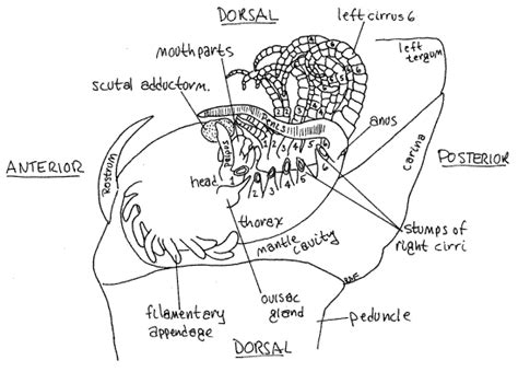 Goose Barnacle Anatomy