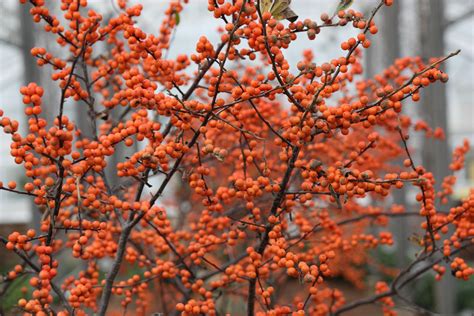 Top 10 Shrubs, Bushes, and Trees to Plant in your Garden this Winter ...