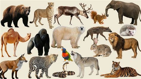 Learning Wild Animals Names and Sounds with Real Animals for Kids in ...