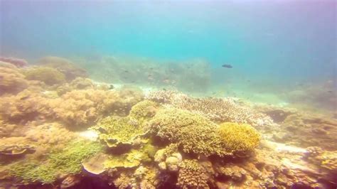 Diving in Panglao Bohol Philippines - YouTube