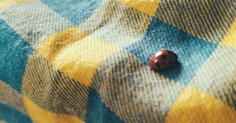 What Happens to Ladybugs in the Winter? Here's Why They're in Your House