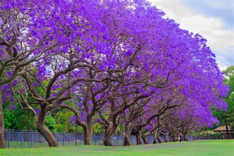 25 Blue Jacaranda Tree Seeds jacaranda Mimosifolia | Etsy