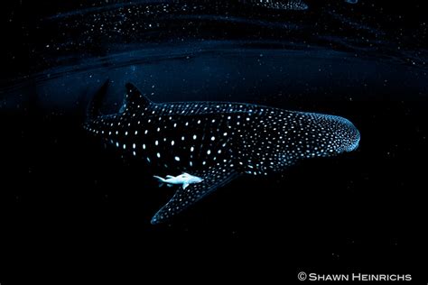 Whale Sharks – Isla Mujeres, Mexico 2012 | Blue Sphere Media