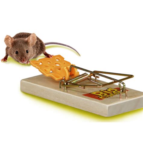 The Big Cheese Wooden Trap FSC Mouse | Toolstation