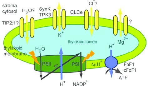 Function of thylakoid channels. A schematic representation of the ...