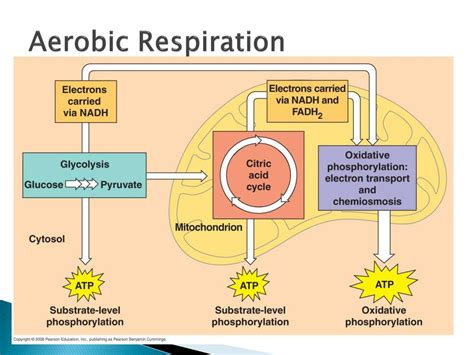 Aerobic Respiration Cellular Respiration Stock