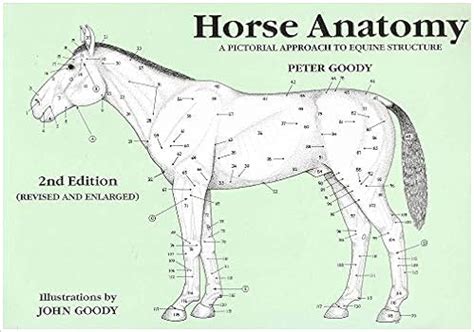 Horse Anatomy Quizzes - Anatomical Charts & Posters