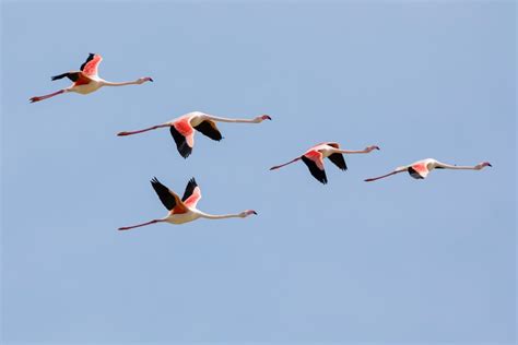 What is Flamingos?|Can Flamingos Fly?