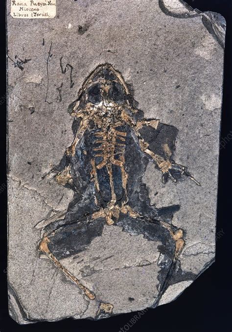 Fossil frog - Stock Image C011/2229 - Science Photo Library