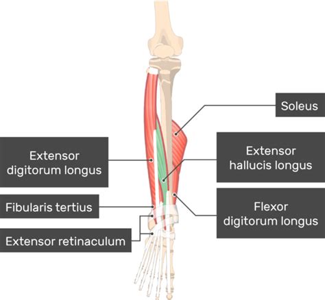 Extensor Hallucis Longus Origin And Insertion