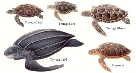 Memorándum Articulación plan de ventas cuantos tipos de tortugas ...