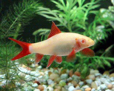 Albino Rainbow Shark - The Aquarium Factory