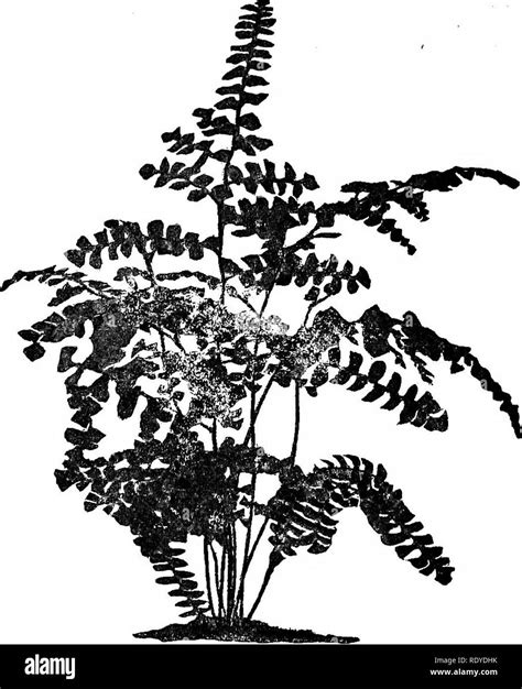 Polypodium vulgare l common polypody Black and White Stock Photos & Images - Alamy