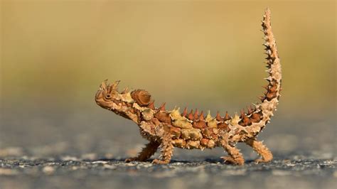 Thorny Devil (Moloch horridus) in Watarrka National Park, Northern ...