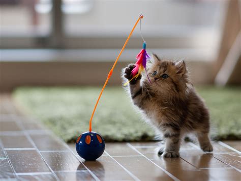 Cute Kitten Playing with Toy HD Wallpaper