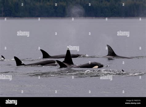 Northern resident orca whale pod (killer whales, Orcinus orca ...