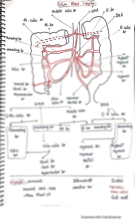 SOLUTION: Blood supply of the colon - Studypool