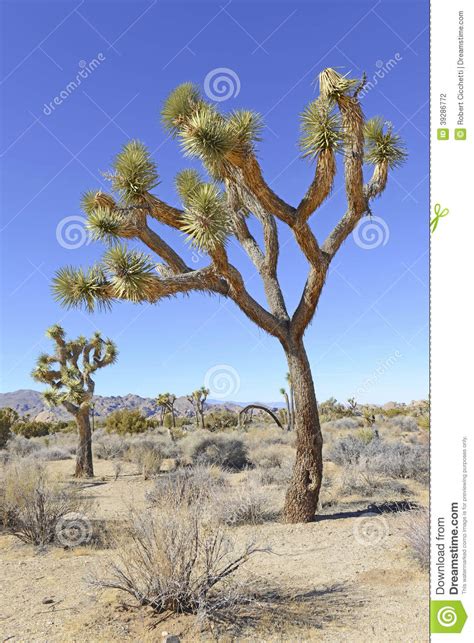 Joshua Trees in a Desert Landscape, California Stock Photo - Image of landscape ...