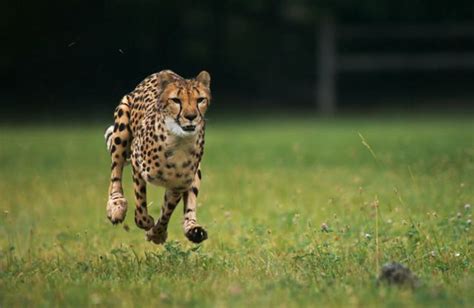 Cheetahs Running in Super Slow Motion | Cheetahs, Pet birds, African ...