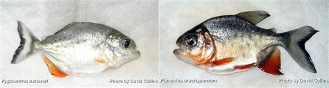 HOW TO IDENTIFY PIRANHA FROM A PACU