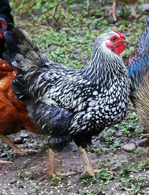 Silver-laced Wyandotte | Rare chicken breeds, Poultry breeds, Gold ...