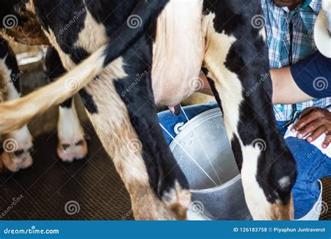 Close Up Man Hand Milking a Cow by Hand Stock Photo - Image of outdoor, animal: 126183758