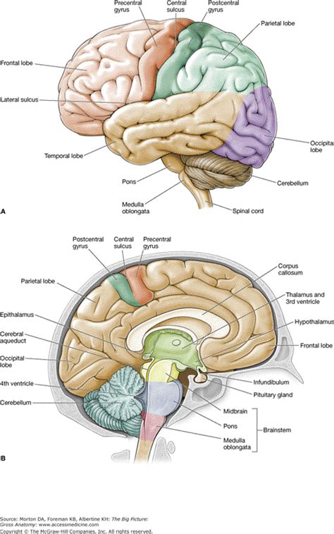 Chapter 16. Brain | Basicmedical Key