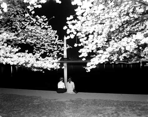 Exploring a Rare Photograph of the Washington Monument and Cherry Blossoms