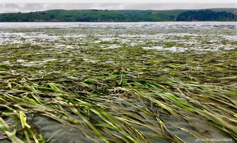 Seagrass restoration study shows rapid recovery of ecosystem functions