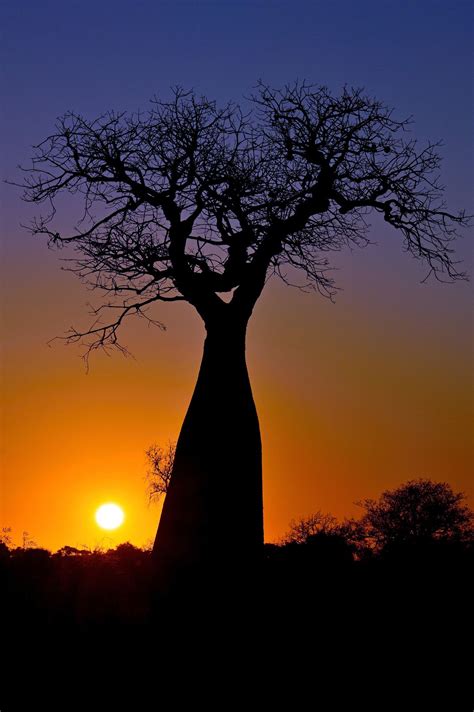 Baobab sunset | Smithsonian Photo Contest | Smithsonian Magazine