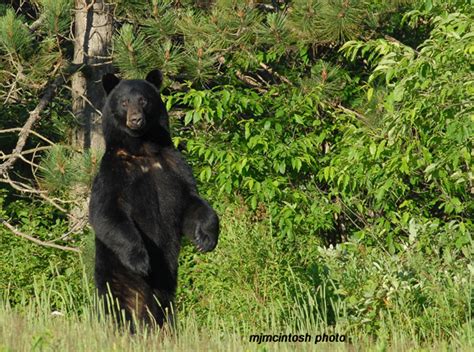 What You Need To Know About The Black Bear | Bear With Us