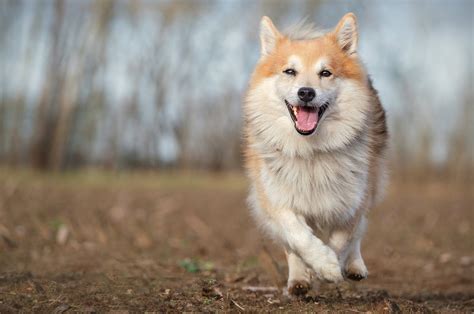 Icelandic Sheepdog 高清壁纸 | 桌面背景 | 2048x1357 | ID:1061104 - Wallpaper Abyss