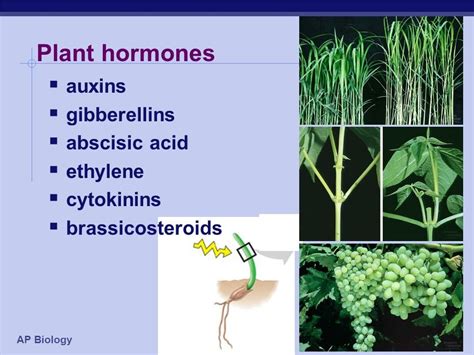 Plant Hormones - Blog | Stuid Learning App