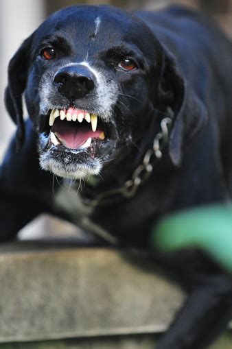 Closeup Of A Scary Black Dog Stock Photo - Download Image Now - iStock