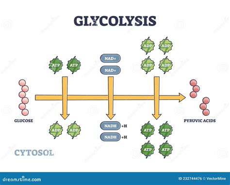 Glycolysis As Metabolic Pathway for Glucose Convertion Outline Diagram Stock Vector ...