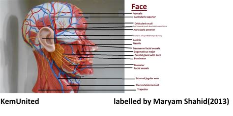 Anatomy Learning Center Models Labelled