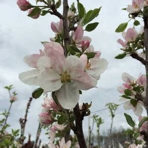 1 ARKANSAS BLACK APPLE Tree grafted live Plant/tree 18-32 Inches Tall ...