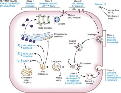 in Receptor Proteins | Basicmedical Key