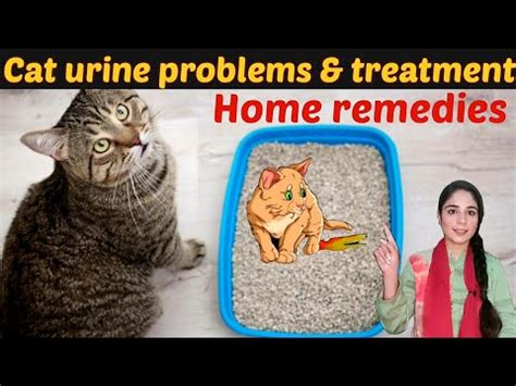 Cat urinary tract infection home remedies & food /UTI reason and treatment in cats / Dr. hira ...